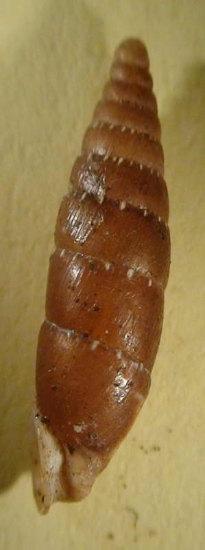 Variazione intraspecifica in Siciliaria gibbula